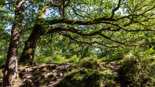 Trees in the ancient oak woodland at Shaugh Bridge, Devon